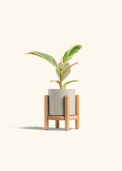 Ficus 'Tineke', Small