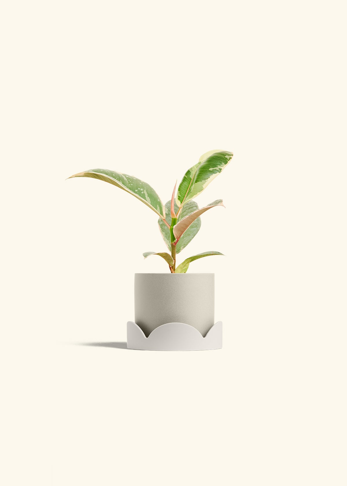 Ficus 'Tineke', Small