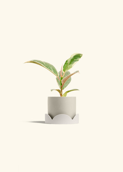 Ficus 'Tineke', Small