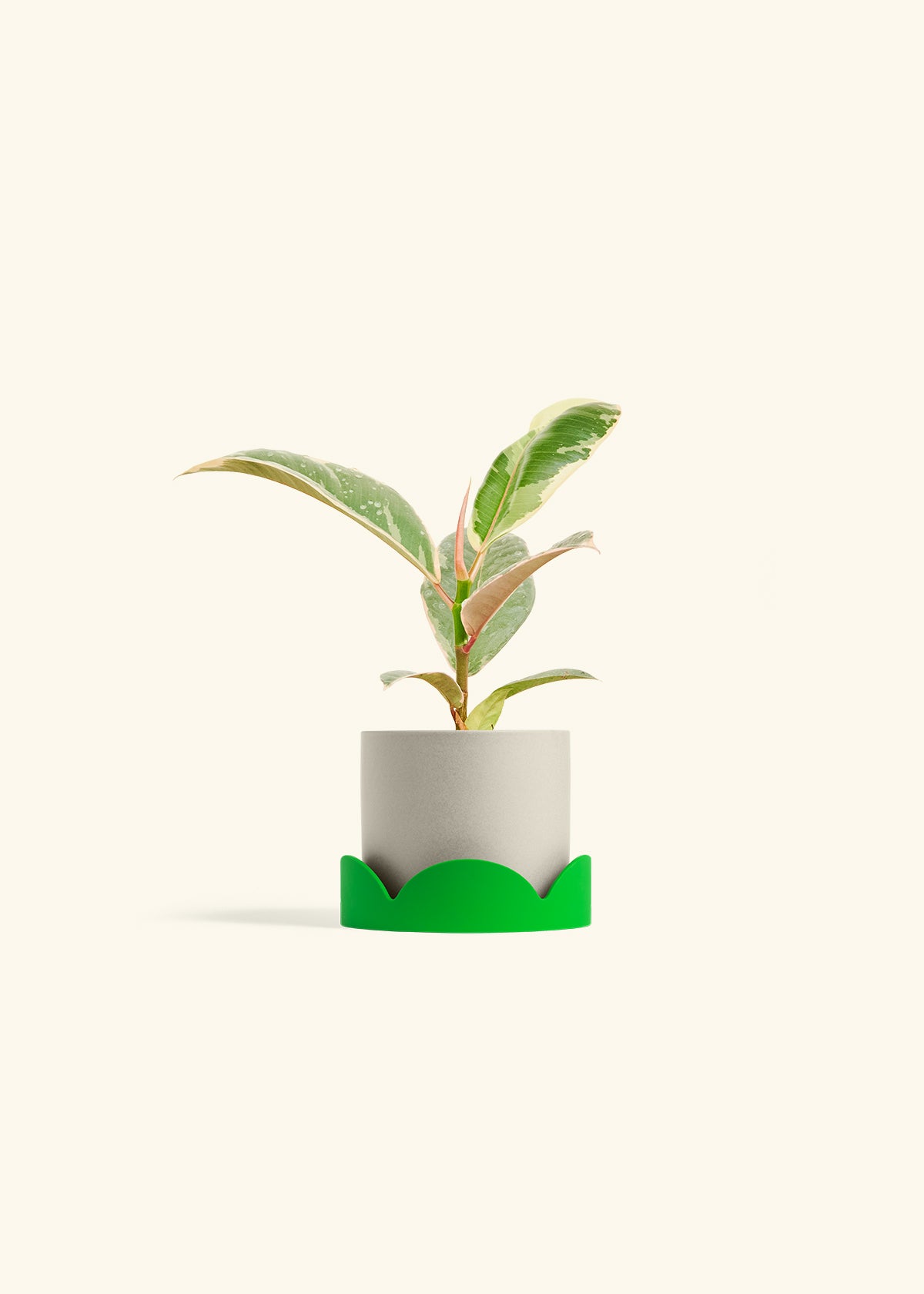Ficus 'Tineke', Small