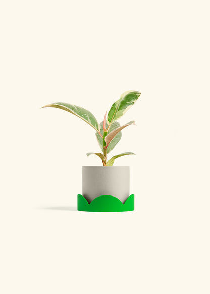 Ficus 'Tineke', Small