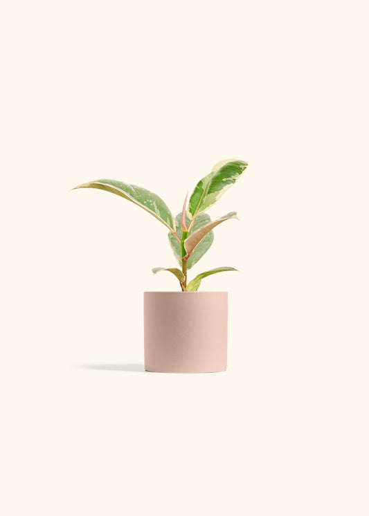 Ficus 'Tineke', Small