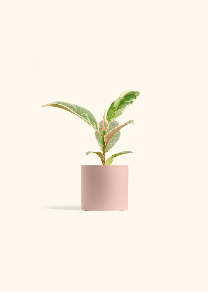 Ficus Tineke (Elastica)
