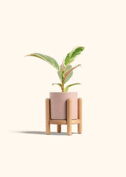Ficus 'Tineke', Small