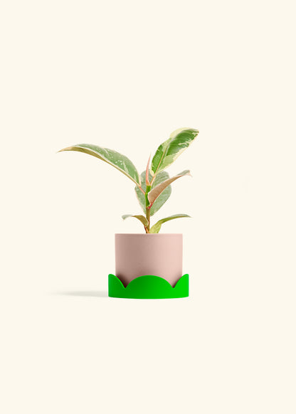 Ficus 'Tineke', Small