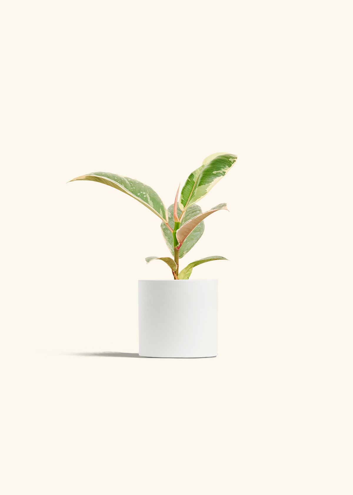 Ficus 'Tineke', Small