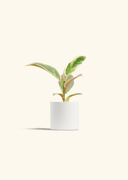 Ficus 'Tineke', Small