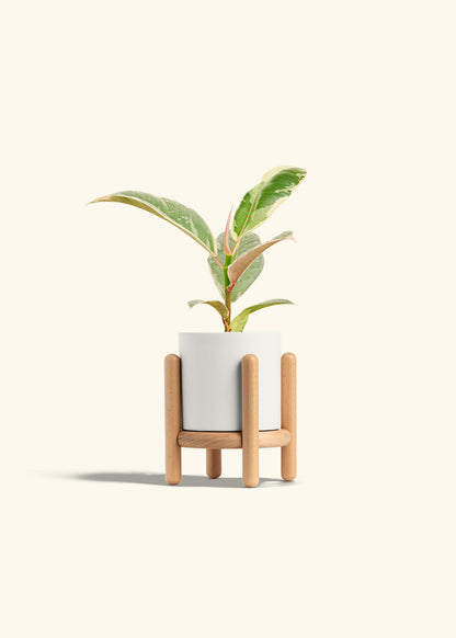 Ficus 'Tineke', Small