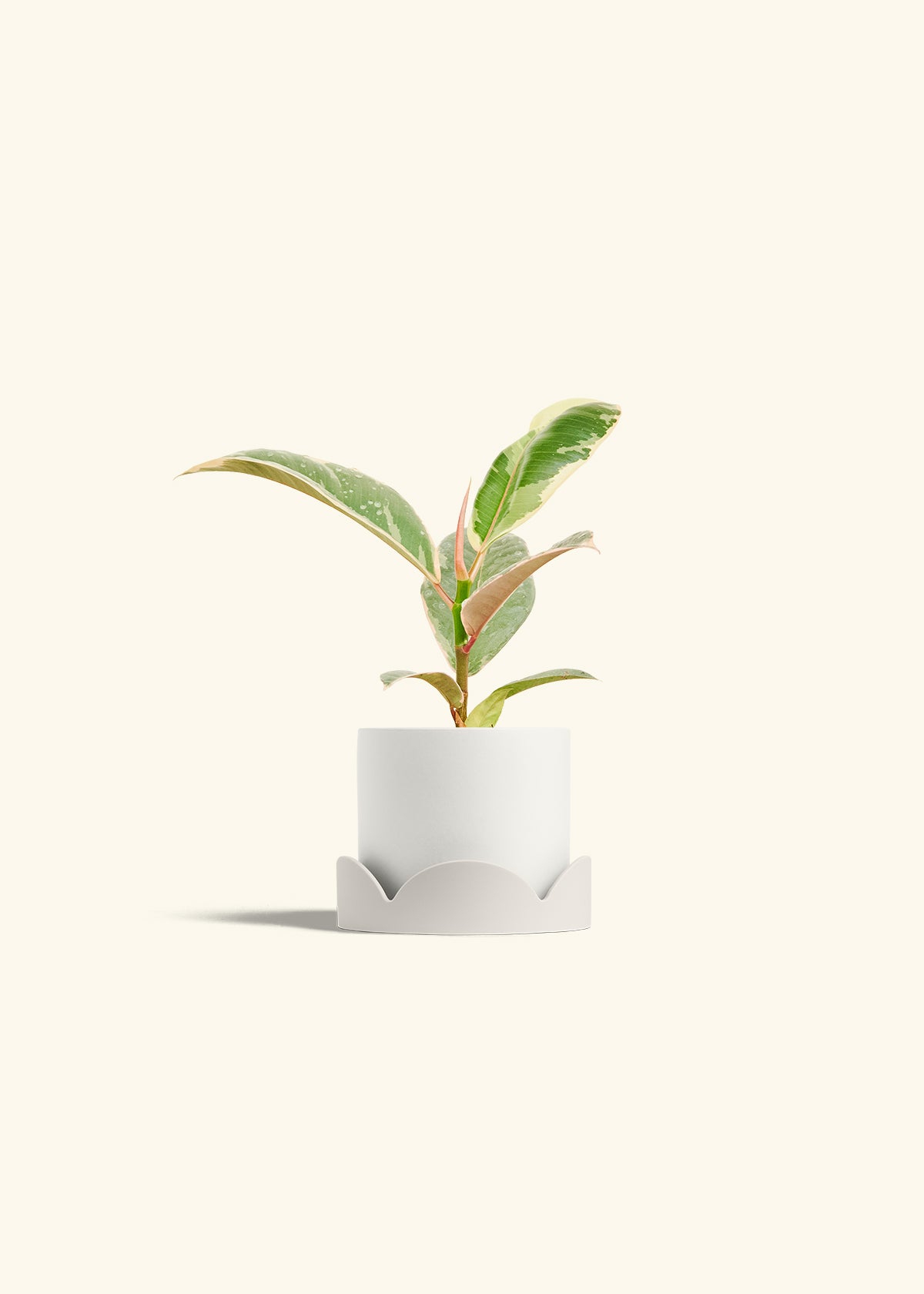 Ficus 'Tineke', Small