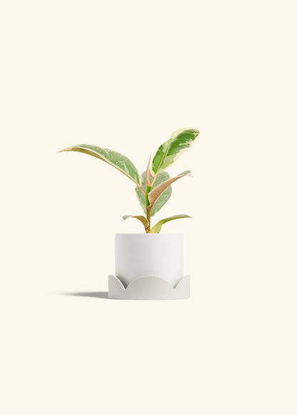 Ficus 'Tineke', Small