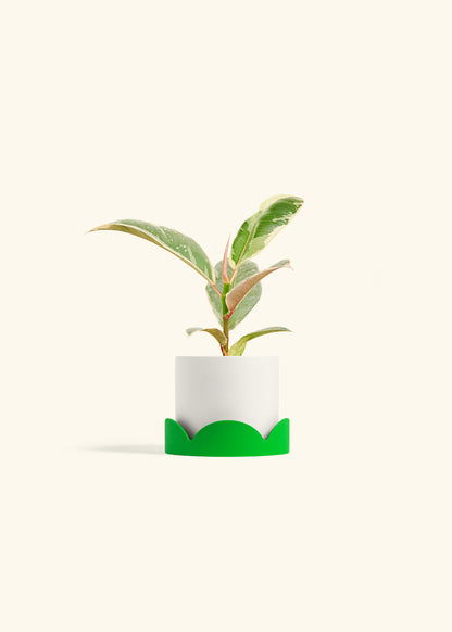 Ficus 'Tineke', Small