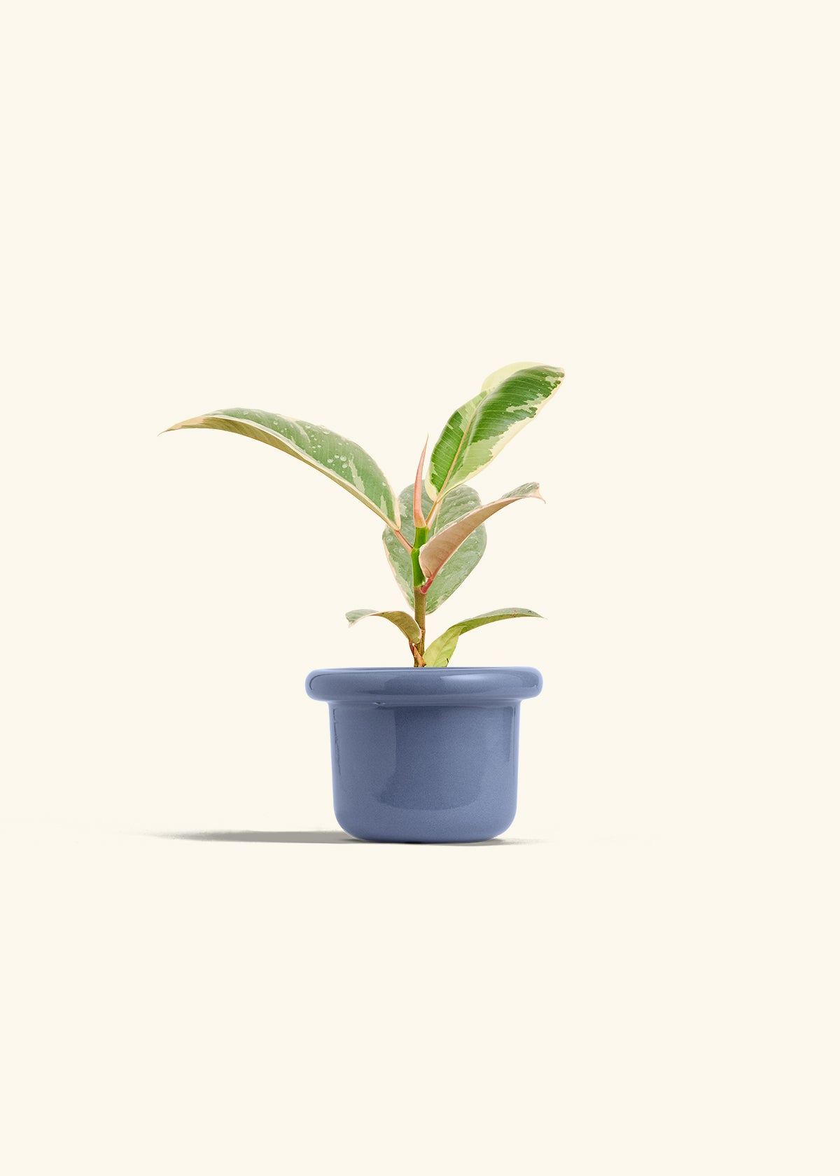 Ficus 'Tineke', Small