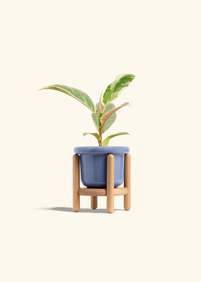 Ficus 'Tineke', Small