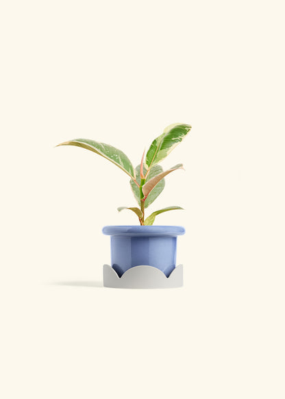 Ficus 'Tineke', Small