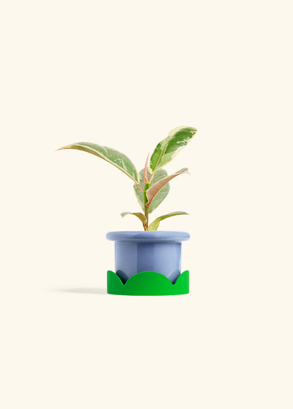 Ficus 'Tineke', Small