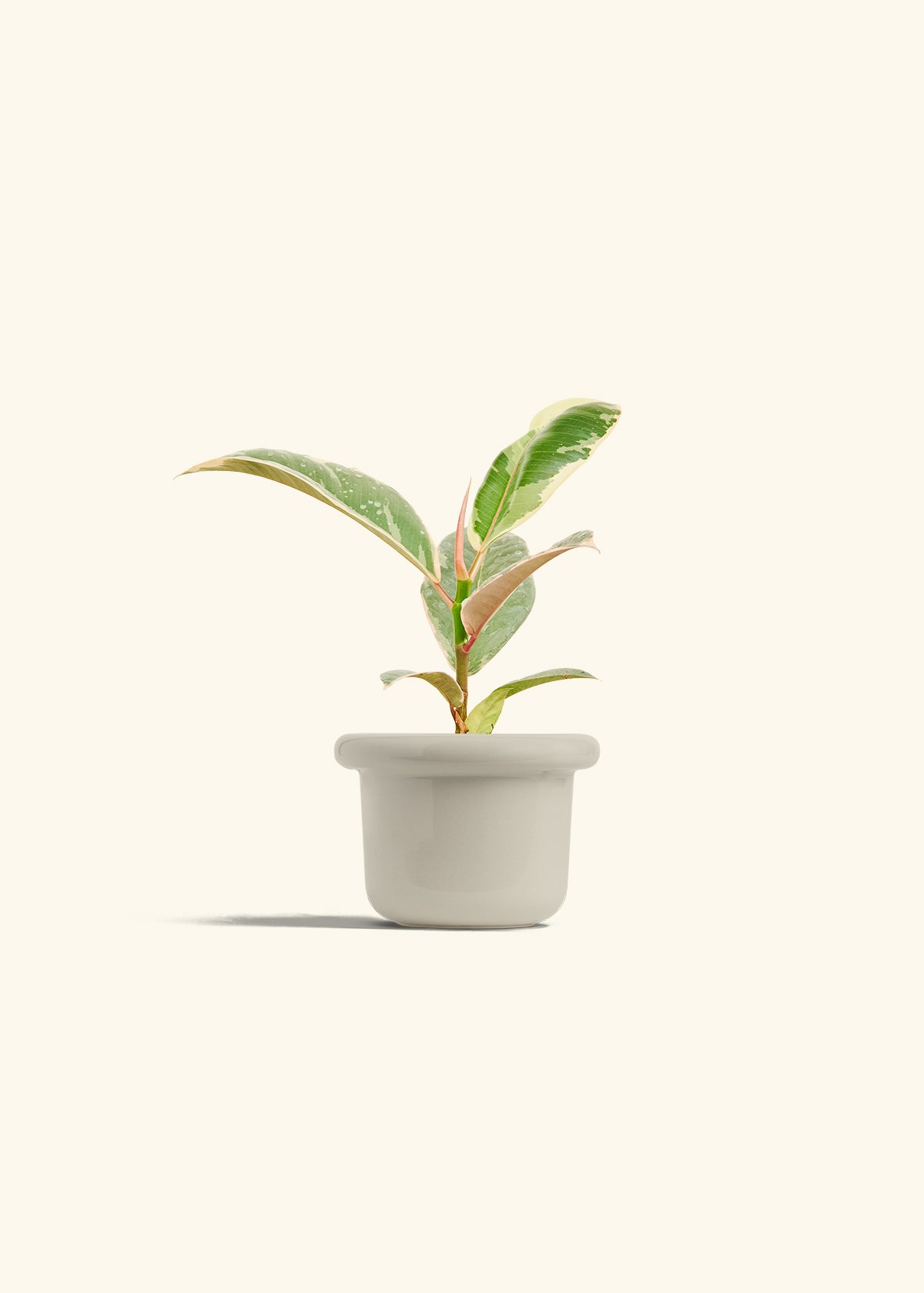 Ficus 'Tineke', Small