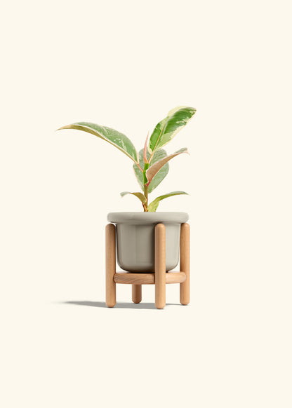 Ficus 'Tineke', Small