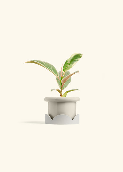 Ficus 'Tineke', Small