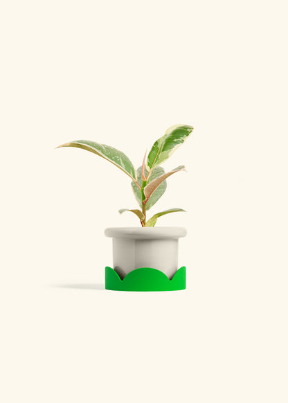 Ficus 'Tineke', Small
