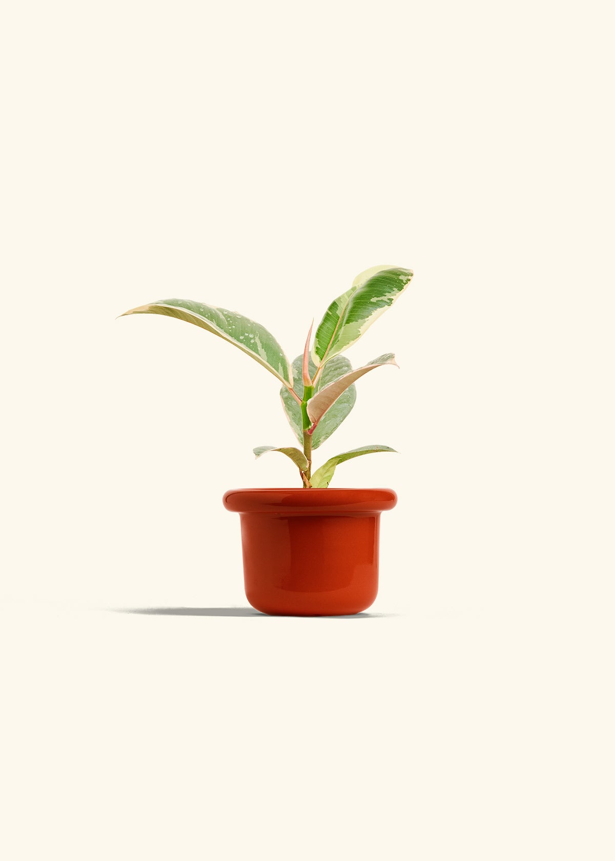 Ficus 'Tineke', Small