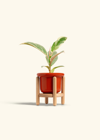 Ficus 'Tineke', Small