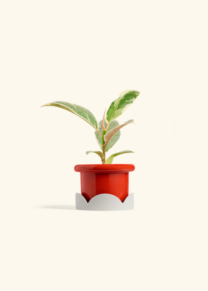 Ficus 'Tineke', Small