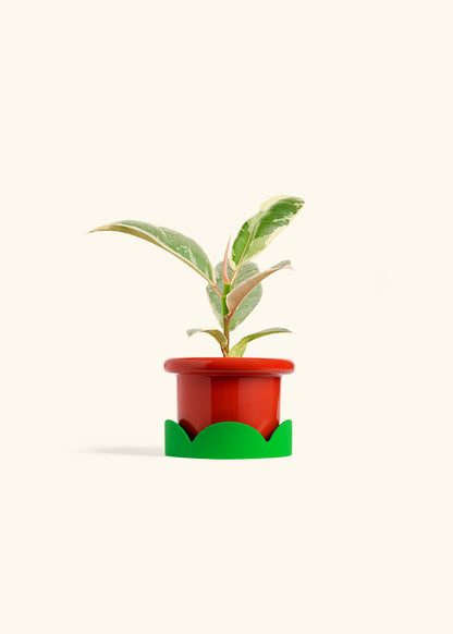 Ficus 'Tineke', Small
