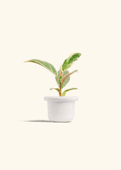 Ficus 'Tineke', Small