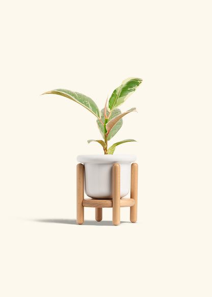Ficus 'Tineke', Small