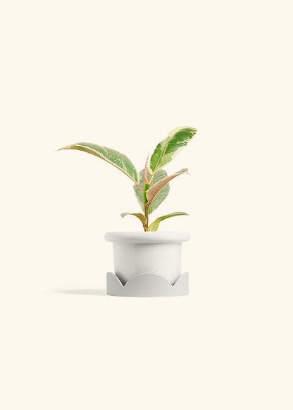 Ficus 'Tineke', Small