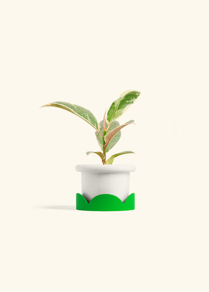 Ficus 'Tineke', Small