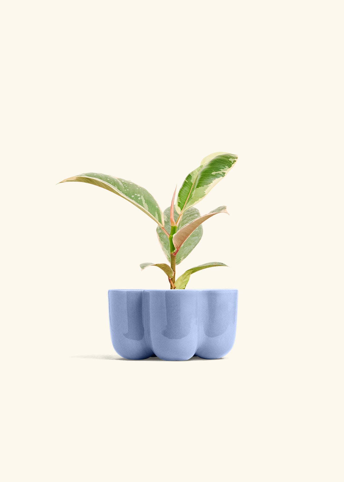 Ficus 'Tineke', Small