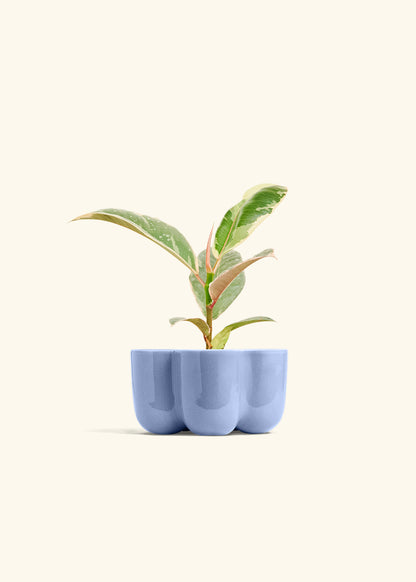 Ficus 'Tineke', Small