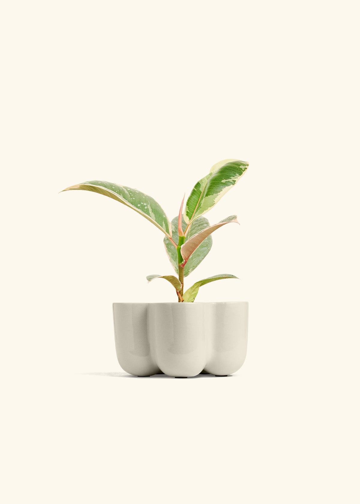 Ficus 'Tineke', Small