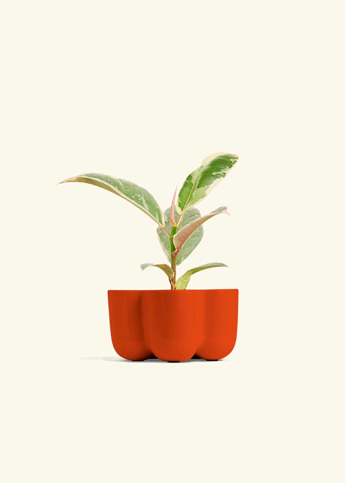 Ficus 'Tineke', Small