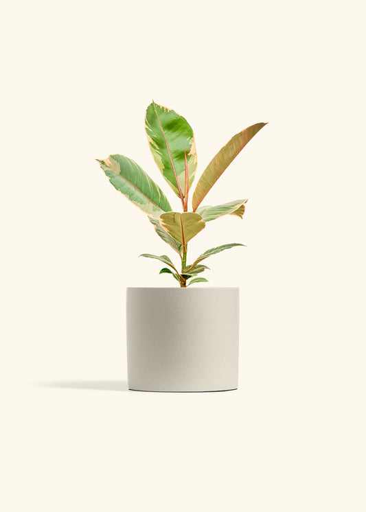 Ficus 'Tineke', Medium