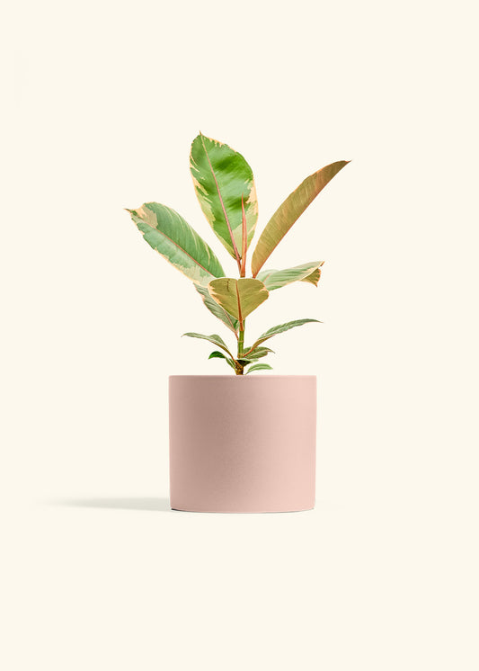 Ficus 'Tineke', Medium