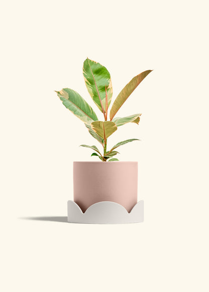 Ficus 'Tineke', Medium