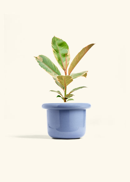 Ficus 'Tineke', Medium