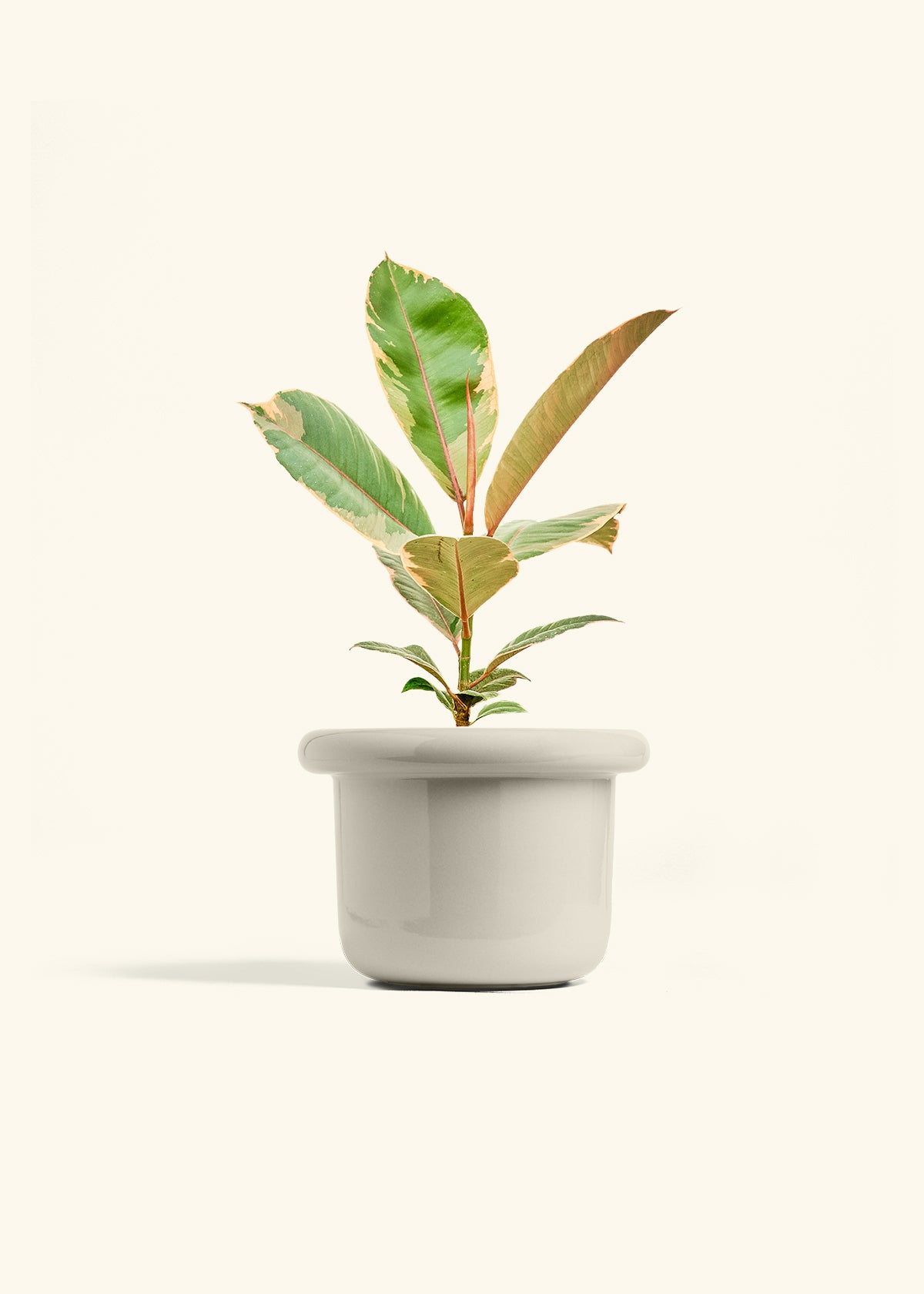 Ficus 'Tineke', Medium