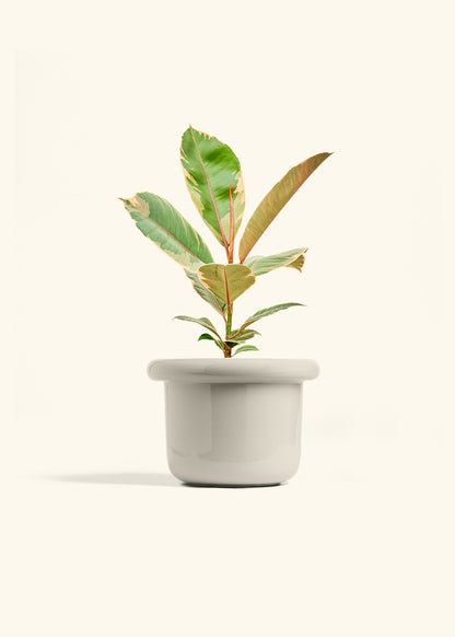 Ficus 'Tineke', Medium