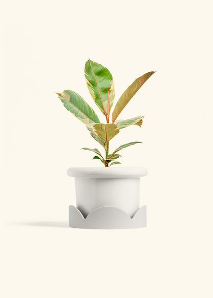 Ficus 'Tineke', Medium