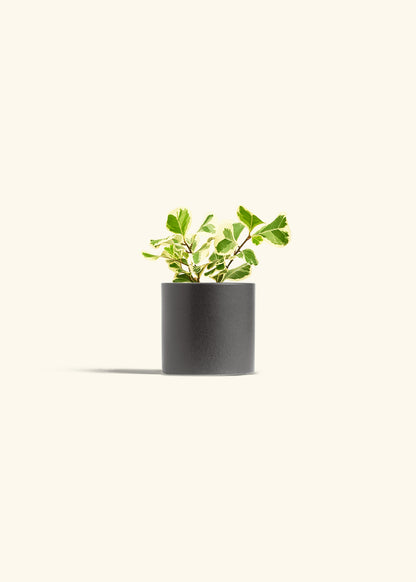 Variegated Triangle Ficus in a 4 inches Charcoal Classic Cylinder Planter 