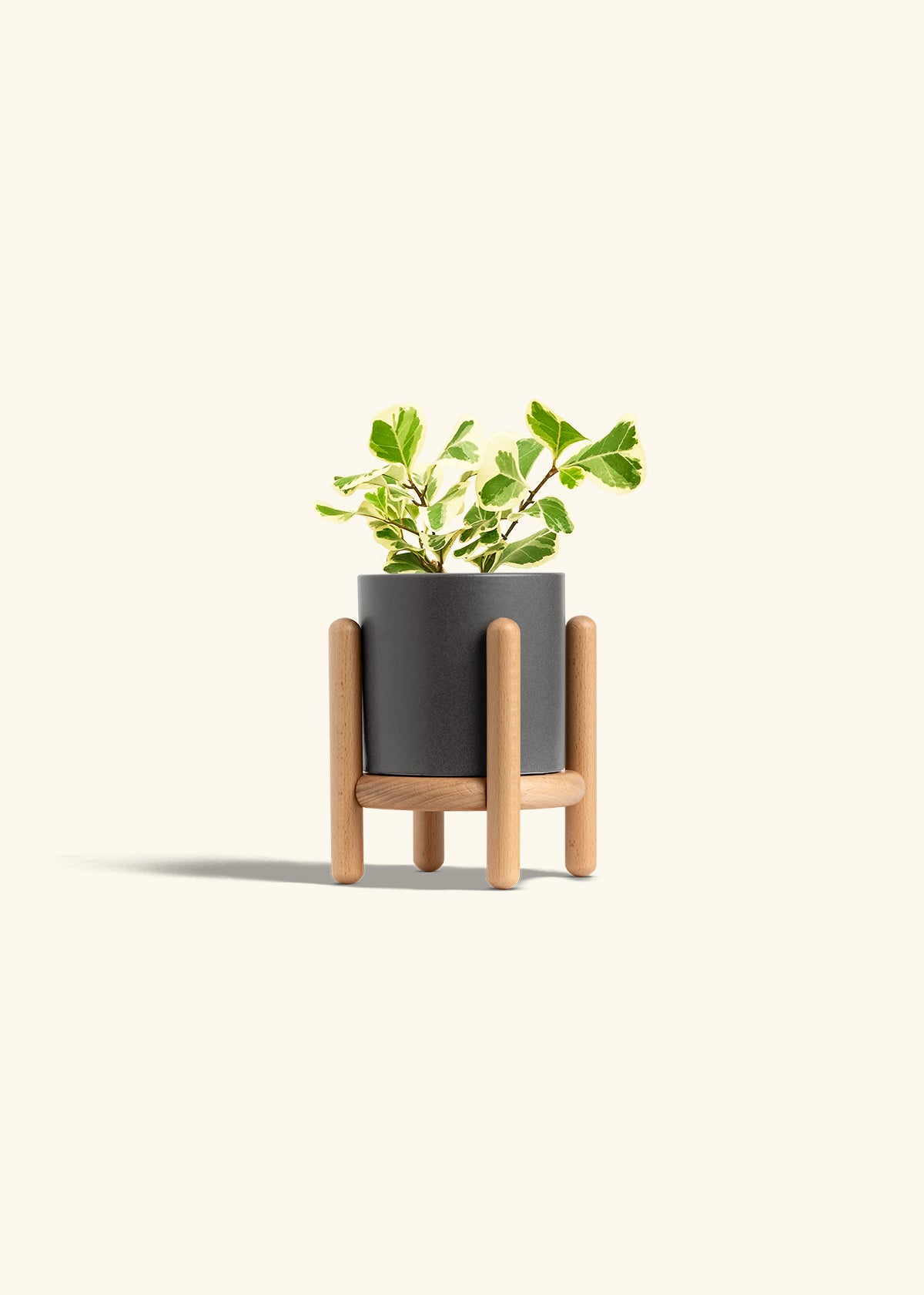 Variegated Triangle Ficus in a 4 inches Charcoal Classic Cylinder Planter in a Beech Wood Stand