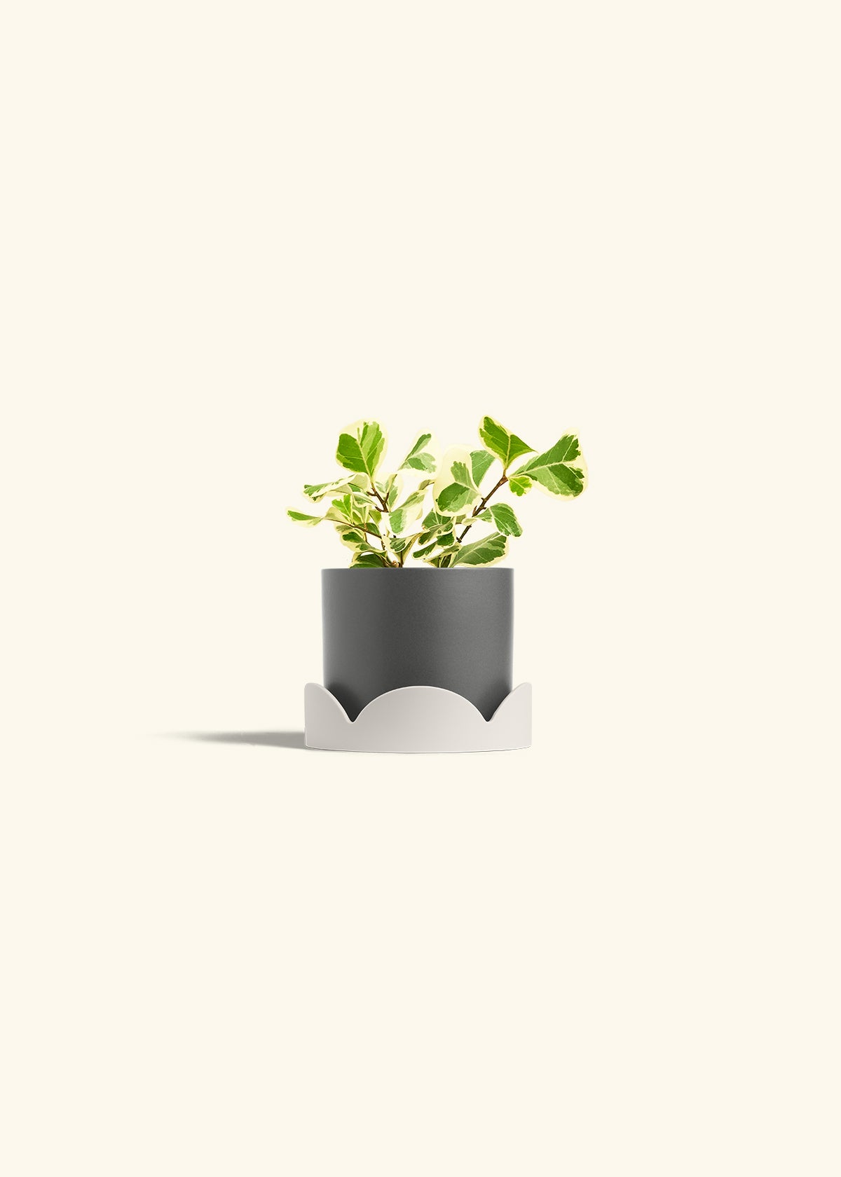 Variegated Triangle Ficus in a 4 inches Charcoal Classic Cylinder Planter in a Oat Petal Drip Tray