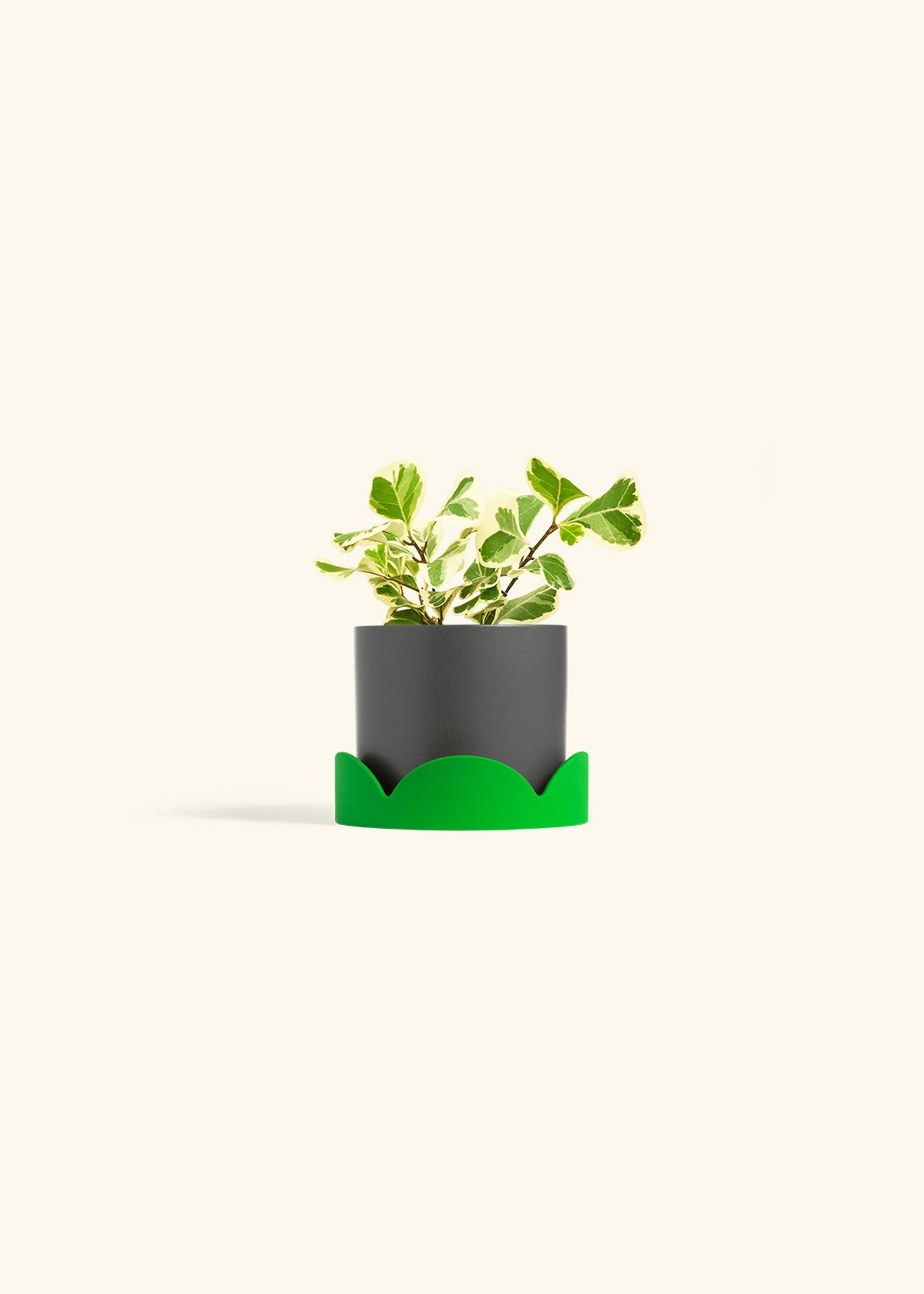 Variegated Triangle Ficus in a 4 inches Charcoal Classic Cylinder Planter in a Shamrock Petal Drip Tray