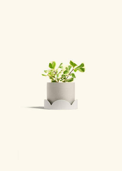 Variegated Triangle Ficus in a 4 inches Oat Classic Cylinder Planter in a Oat Petal Drip Tray