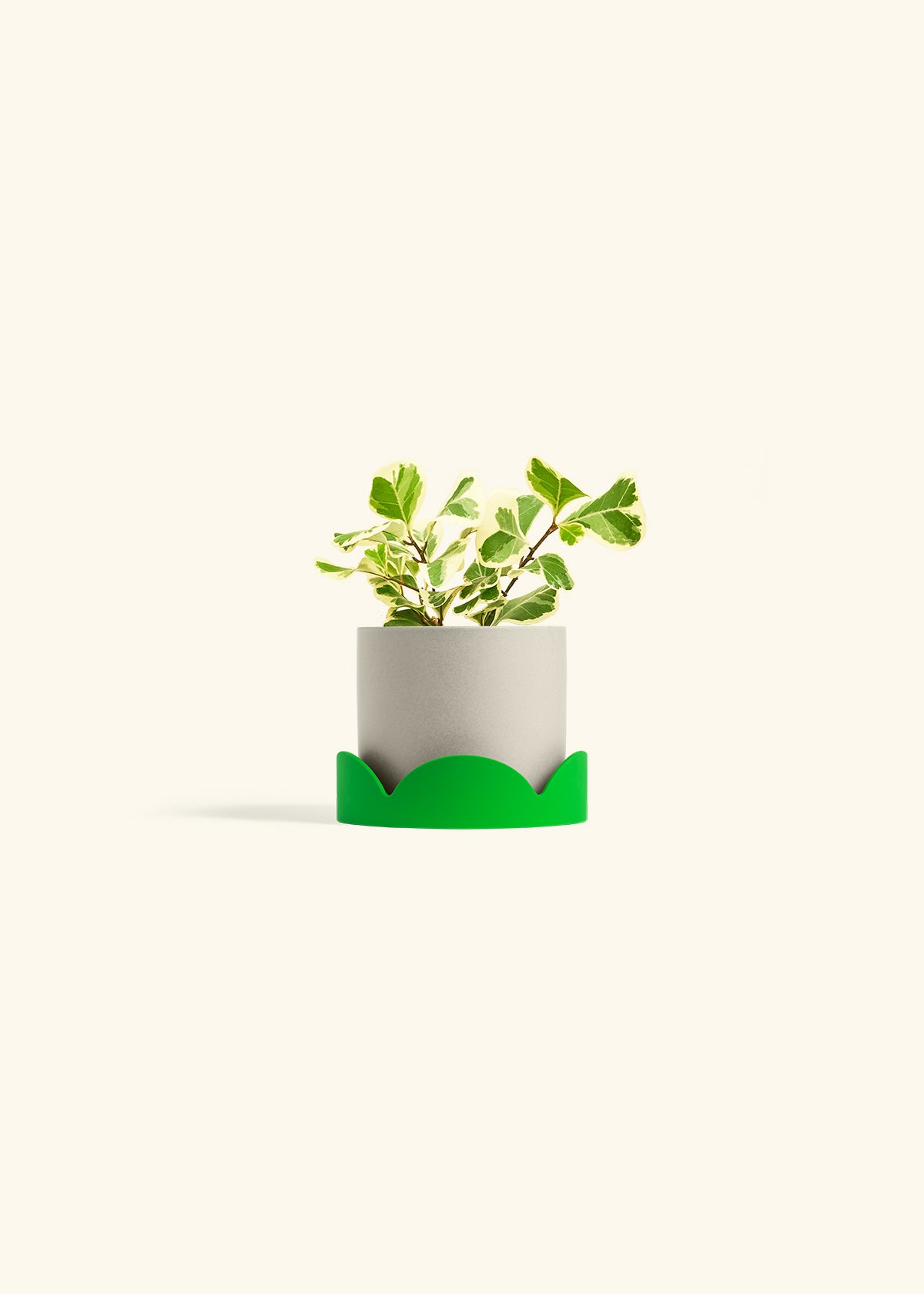 Variegated Triangle Ficus in a 4 inches Oat Classic Cylinder Planter in a Shamrock Petal Drip Tray