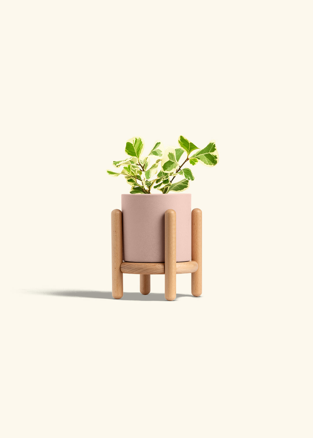 Variegated Triangle Ficus in a 4 inches Pink Classic Cylinder Planter in a Beech Wood Stand
