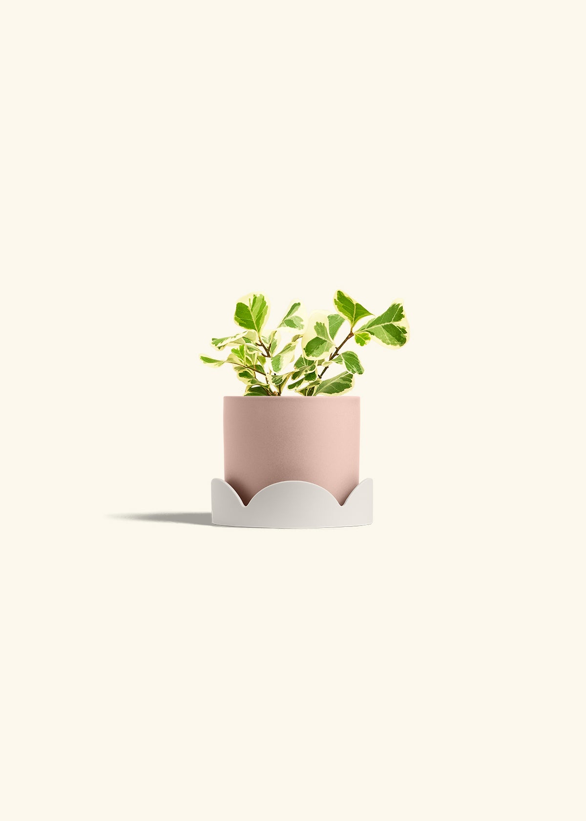 Variegated Triangle Ficus in a 4 inches Pink Classic Cylinder Planter in a Oat Petal Drip Tray